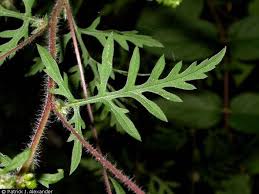 Attēlu rezultāti vaicājumam “Ambrosia artemisiifolia”