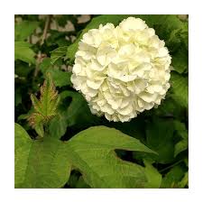 Attēlu rezultāti vaicājumam “Viburnum opulus”