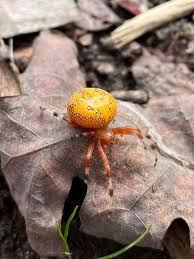 Attēlu rezultāti vaicājumam “Araneus marmoreus”