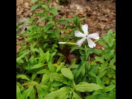 Attēlu rezultāti vaicājumam “Saponaria officinalis flower”
