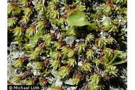 Attēlu rezultāti vaicājumam “Polytrichales”