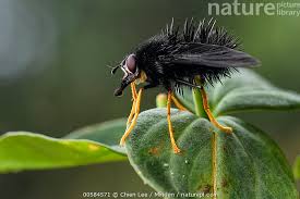 Attēlu rezultāti vaicājumam “Tachinidae”