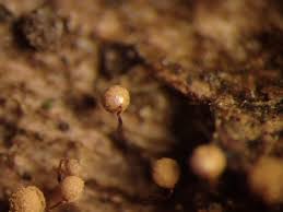 Attēlu rezultāti vaicājumam “Cribraria splendens macro”