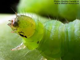 Attēlu rezultāti vaicājumam “Pieris rapae larva”