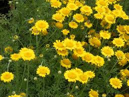 Image result for Anthemis tinctoria