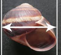 Attēlu rezultāti vaicājumam “Ena montana”