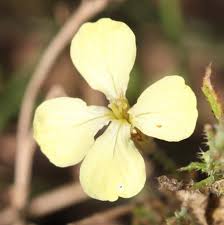 Attēlu rezultāti vaicājumam “Raphanus raphanistrum flower”