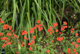 Image result for Alonsoa liniflora