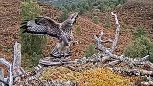 Attēlu rezultāti vaicājumam “Buteo buteo nest”