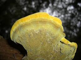 Attēlu rezultāti vaicājumam “Phaeolus schweinitzii”