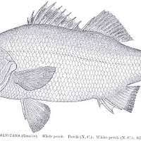 Image result for Morone americana