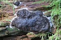 Attēlu rezultāti vaicājumam “Lamproderma violaceum young”