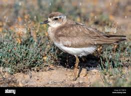 Image result for Charadrius asiaticus