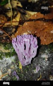 Attēlu rezultāti vaicājumam “Clavaria zollingeri”