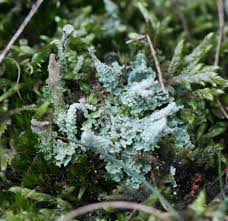 Attēlu rezultāti vaicājumam “Cladonia squamosa”