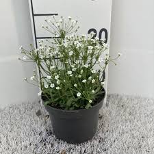 Attēlu rezultāti vaicājumam “Androsace septentrionalis”