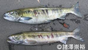 Image result for Oncorhynchus keta