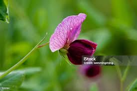 Attēlu rezultāti vaicājumam “Leguminosae”