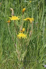 Image result for Tragopogon pratensis