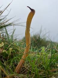 Attēlu rezultāti vaicājumam “Clavaria straminea”