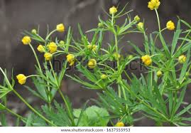 Attēlu rezultāti vaicājumam “Ranunculus cassubicus”