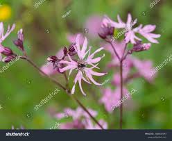 Image result for Lychnis flos-cuculi