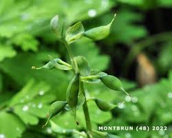 Attēlu rezultāti vaicājumam “Corydalis cava fruit”
