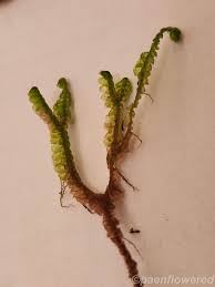 Attēlu rezultāti vaicājumam “Bazzania trilobata”