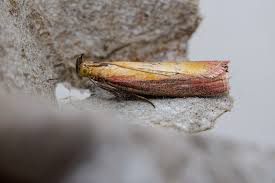 Attēlu rezultāti vaicājumam “Oncocera semirubella”