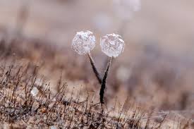 Attēlu rezultāti vaicājumam “Physarum nitens macro”