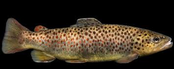 Image result for Salmo pellegrini