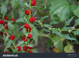 Image result for chenopodium foliosum