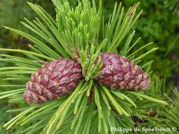 Attēlu rezultāti vaicājumam “Pinus mugo fruit”