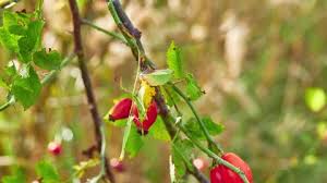 Attēlu rezultāti vaicājumam “Rosa majalis fruit”