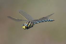 Attēlu rezultāti vaicājumam “Aeshna juncea male”