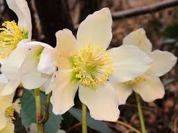 Image result for Christrose