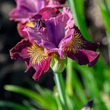 Attēlu rezultāti vaicājumam “Iris sibirica flower”