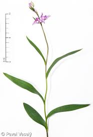 Attēlu rezultāti vaicājumam “Cephalanthera rubra leaf”