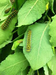 Attēlu rezultāti vaicājumam “Saturnia pavonia eggs”