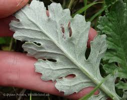 Attēlu rezultāti vaicājumam “Jacobaea vulgaris leaf”
