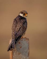 Image result for Falco amurensis