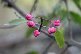 Attēlu rezultāti vaicājumam “Euonymus verrucosus”