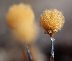 Attēlu rezultāti vaicājumam “Diachea subsessilis”