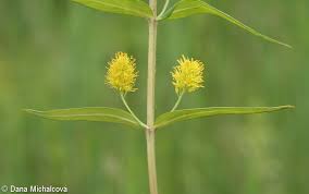 Attēlu rezultāti vaicājumam “Lysimachia thyrsiflora”