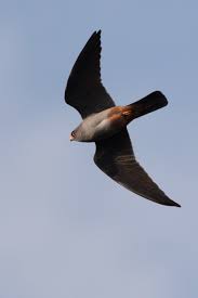 Attēlu rezultāti vaicājumam “Falco vespertinus adult”