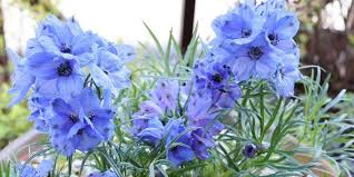 Image result for Rittersporn