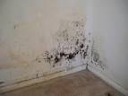 Mold, Mildew, or Musty Odor | LEAP - local energy alliance program