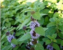 Attēlu rezultāti vaicājumam “Mentha arvensis bud”