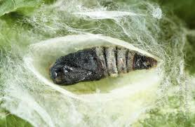 Attēlu rezultāti vaicājumam “Malacosoma neustria larva”