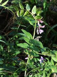 Attēlu rezultāti vaicājumam “Vicia sepium”